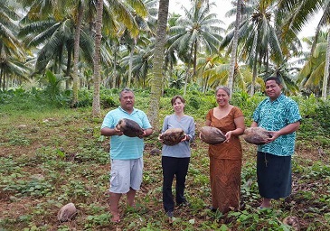New project to save diversity of coconuts in the Pacific Islands