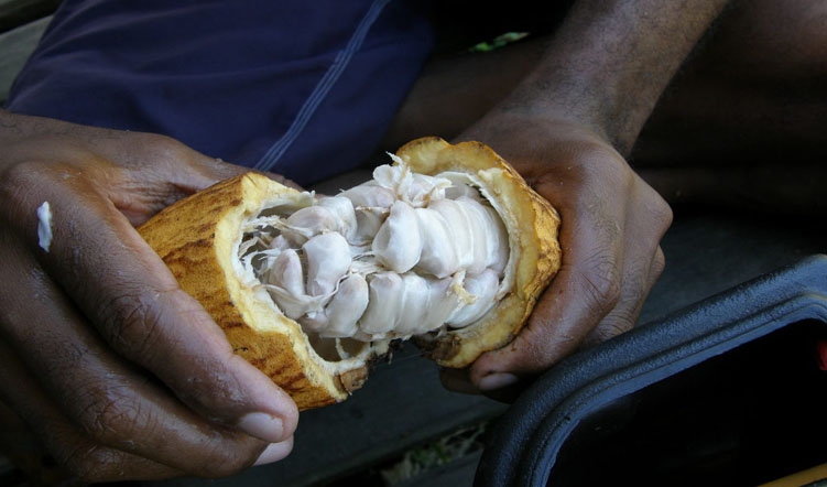 Fiji’s first community managed cocoa processing unit launched