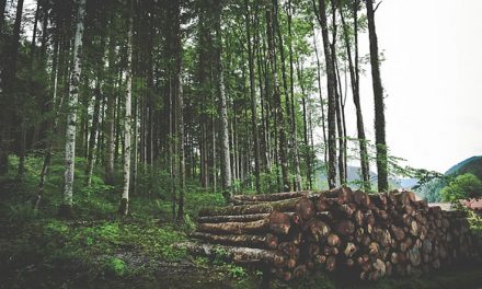 Safeguarding The Forests Through Reduced Impact Logging (RIL)