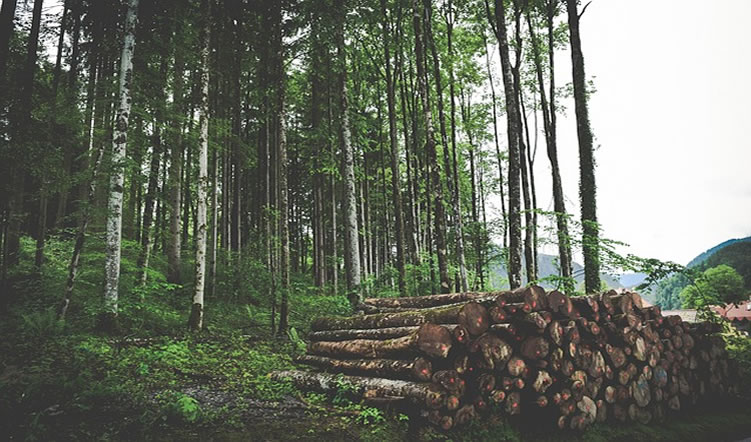 Safeguarding The Forests Through Reduced Impact Logging (RIL)