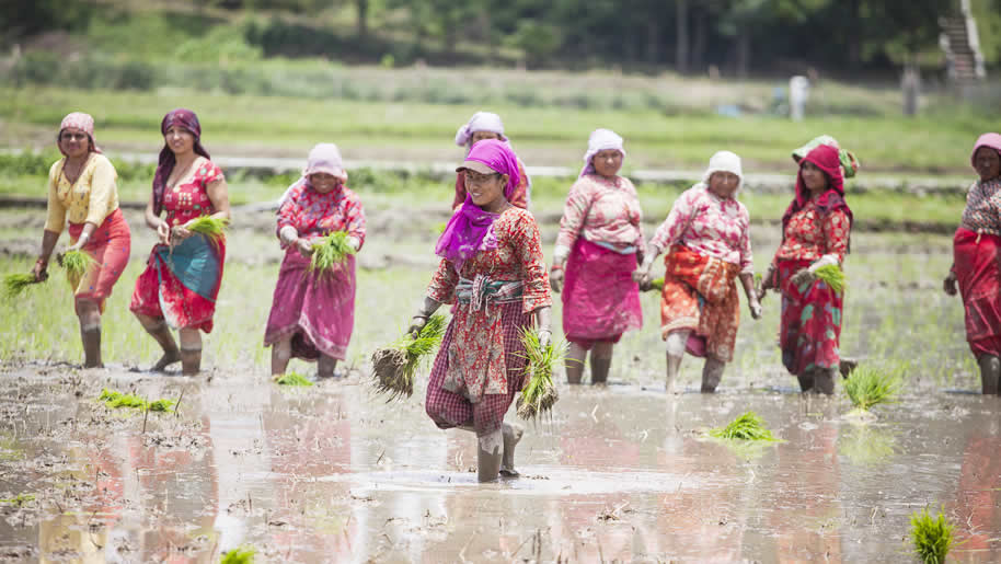 Women planting paddy in Nepal ©ICIMOD