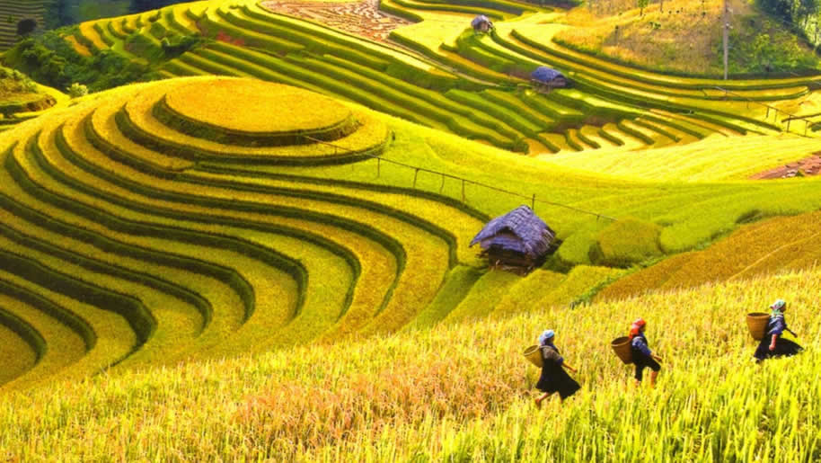 Upland rice production in Vietnam ©VAAS