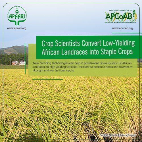Crop scientists convert low-yielding African landraces into staple crops