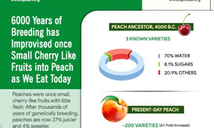 6000 years of breeding has improved once small cherry like fruits into peach as we eat today