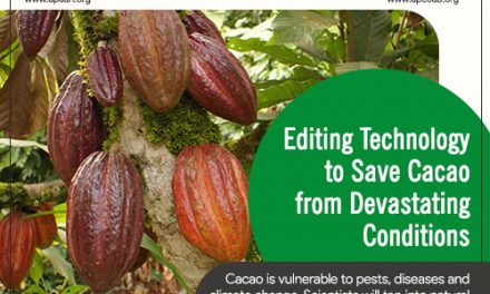 Editing Technology to Save Cacao from Devastating Conditions