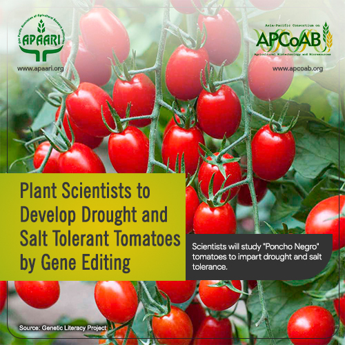 Plant Scientists to Develop Drought and Salt Tolerant Tomatoes by Gene Editing