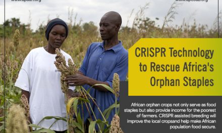 CRISPR Technology to Rescue Africa’s Orphan Staples