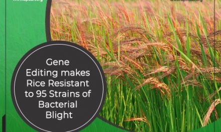 Gene Editing makes Rice Resistant to 95 Strains of Bacterial Blight
