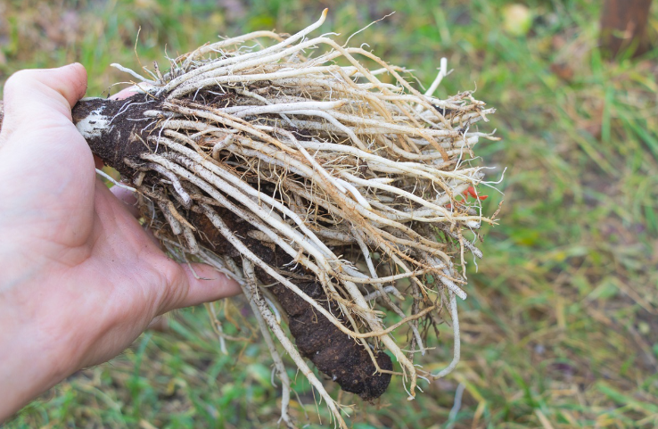 74.-Synthetic-Genes-Found-to-Modify-Root-Structures-and-Increase-Plant-Resiliency9-5-16.06.2022