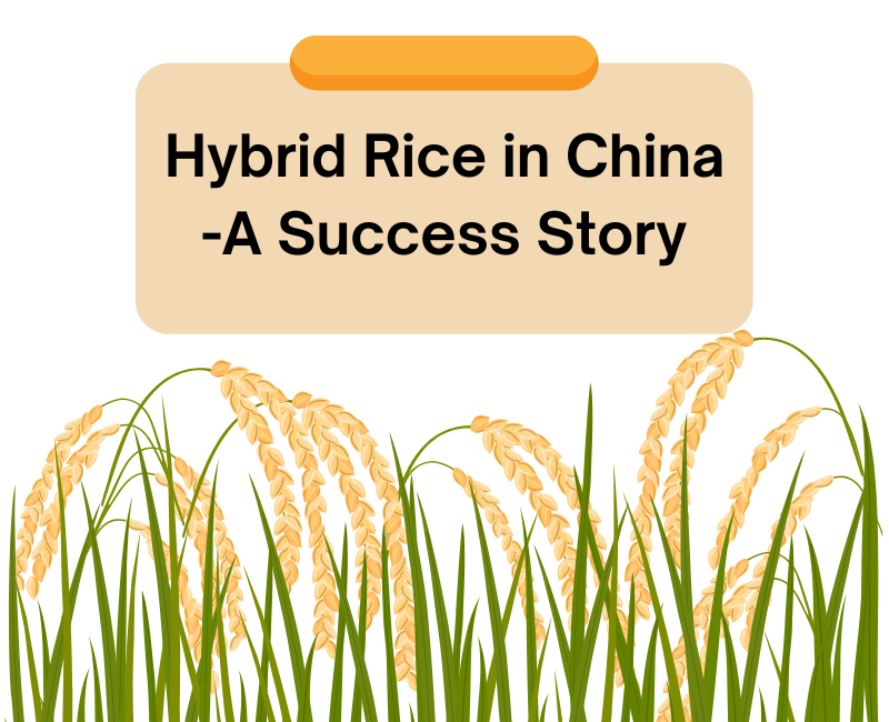 Hybrid Rice in China -A Success Story